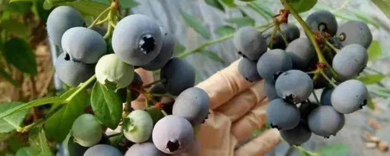 奥尼尔蓝莓品种介绍（蓝莓品种 奥尼尔）