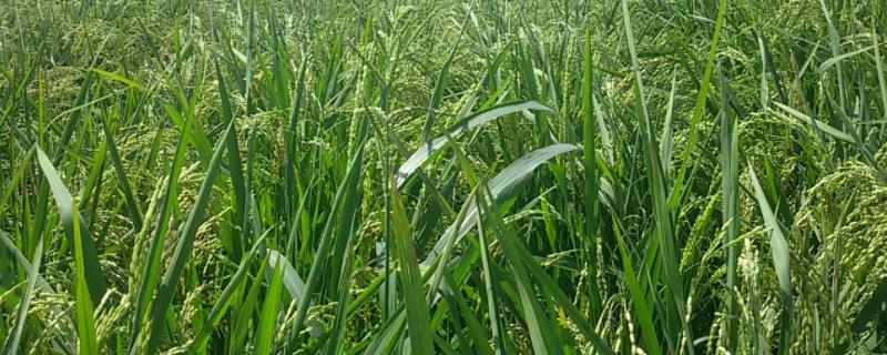 旱稻种植技术，旱稻和水稻的区别（旱稻种植方法,旱稻怎么施肥,旱稻和水稻的区别）