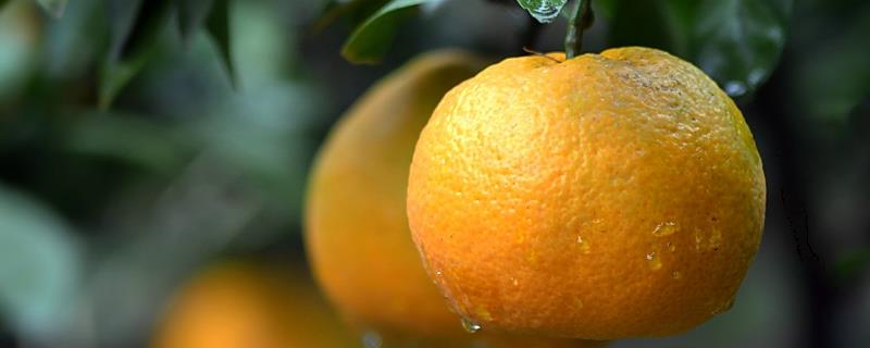 柑橘9月份管理要点，柑橘有哪些品种（柑橘九月份掉果是什么原因）