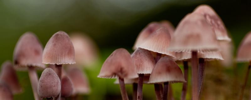 蘑菇几天能长出来，有哪些品种（蘑菇几天能长出来,有哪些品种图片）