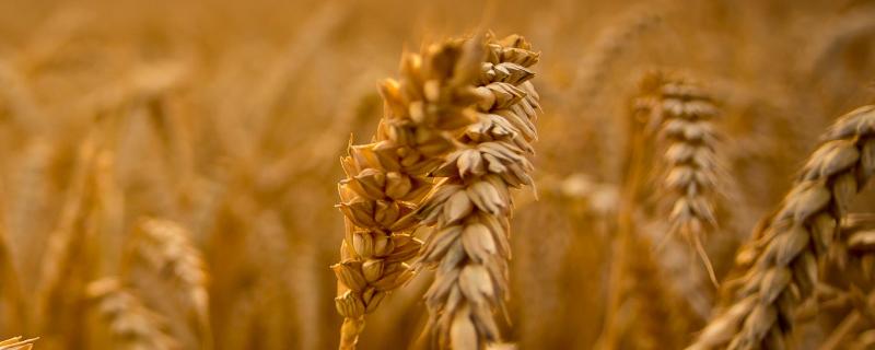 十月底种小麦晚不晚，种小麦的方法（十月种小麦算晚吗）