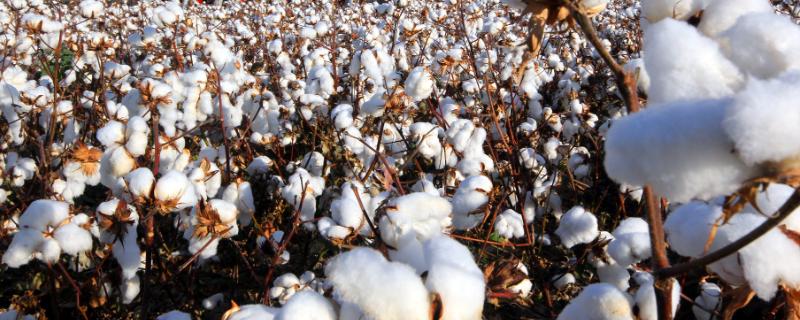 棉花管理有几个步骤，附注意事项 棉花管理的要点
