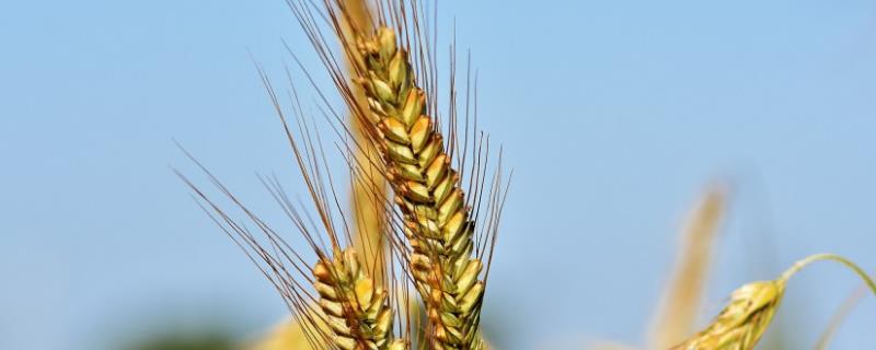 齐民17号小麦种特征特性，附简介 齐民11号小麦种介绍