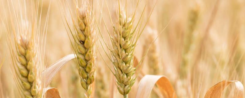 山农32小麦特征及产量，附简介 山农32小麦品种简介及种植技术