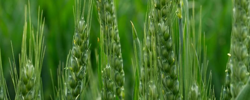峰川9号小麦品种特性，附简介 丰川九号小麦种的特征