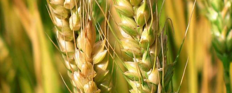 荷麦21小麦种的特点，附简介 菏麦21小麦品种介绍