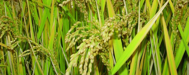 水稻各个时期的施肥量，附施肥方法 水稻各时期施肥量和施肥方法