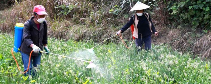 辛硫磷可以叶面喷施吗，辛硫磷主要杀什么虫