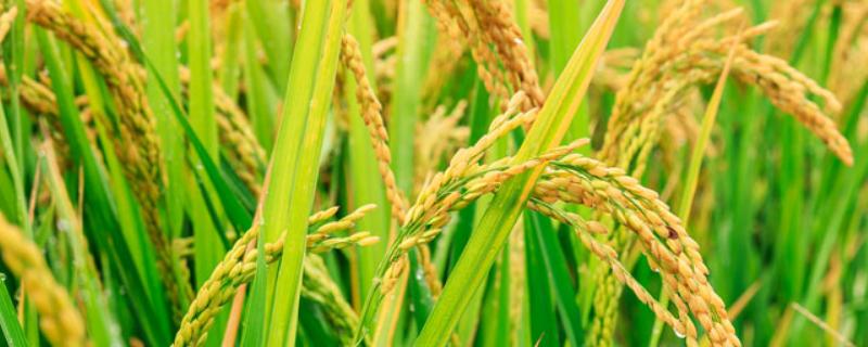 中国水稻的发展史 中国水稻的发展史作文