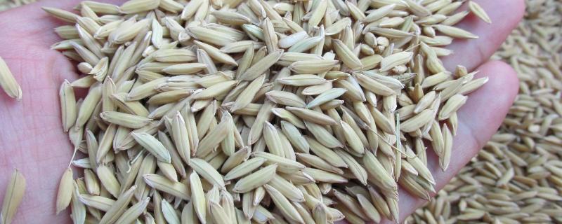 稻谷种子发芽要泡多久，谷种的品种（稻谷种子要泡多少小时）