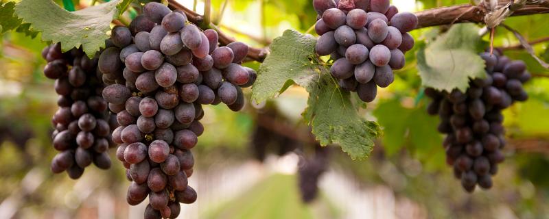 葡萄产量，附葡萄的品种（产量高的葡萄品种）