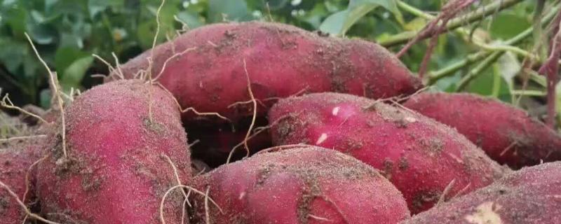 红薯高产栽培技术要点 红薯的栽培技术要点