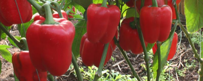 露天甜椒的种植和管理技术 冬季大棚甜椒如何管理
