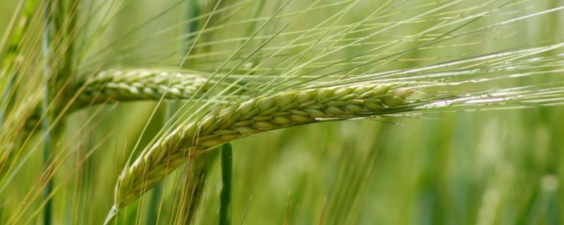 众信麦998小麦种品种介绍 众信麦998小麦种品种介绍强筋小麦品种