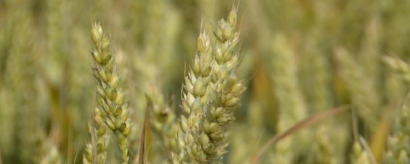 中信麦28小麦种的特征，附简介 中信麦28小麦品种介绍