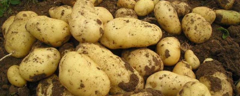 马铃薯黄萎病，附症状和防治方法 马铃薯枯黄萎病的发病原因