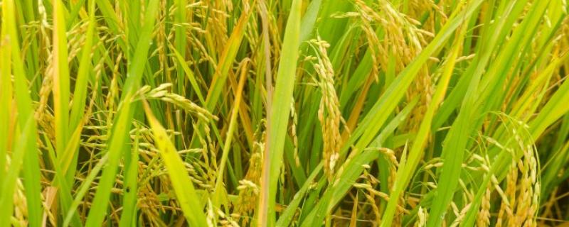 多效唑在水稻上的使用方法及注意事项，多效唑几小时遇雨有效
