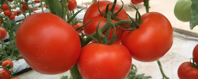 工厂化生产番茄每平方米产量是多少，附工厂化番茄种植技术