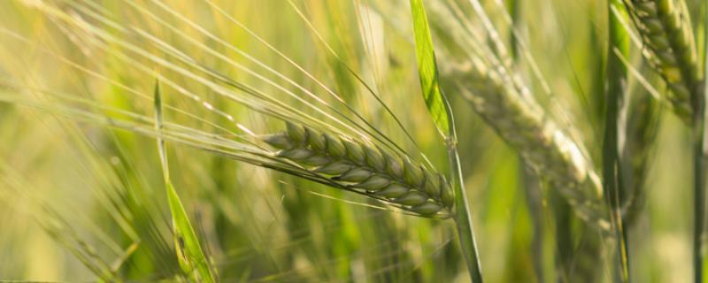 华麦158小麦特征特性介绍，附简介 华麦158小麦品种简介