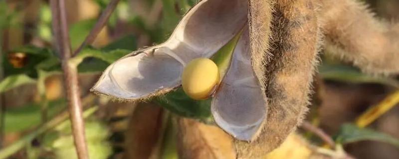 黄豆的种植时间，附种植方法 黄豆种植的最佳时间,需要的条件