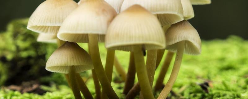 蘑菇生长需要什么条件，附生长过程（蘑菇生长需要多长时间）