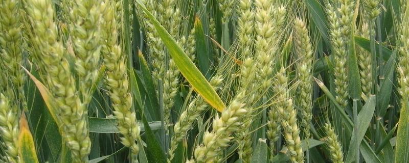 郑麦103小麦品种特性，附简介 小麦品种郑麦9023