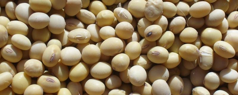 黄豆每亩种多少斤，附种植方法（黄豆每亩种多少斤,附种植方法是什么）