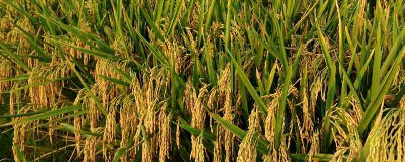 杂交水稻增产多少，亩产可达多少斤 杂交水稻增产多少,亩产可达多少斤以上