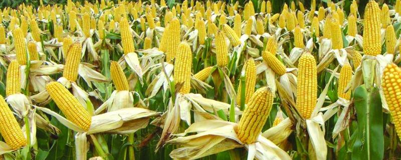 玉米用什么肥料能高产，附施肥方式