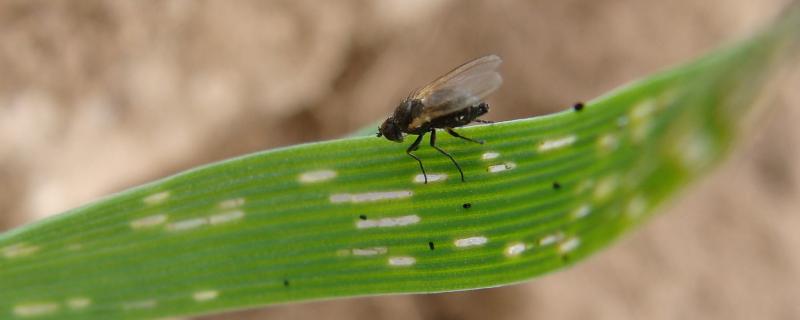 水稻潜叶蝇用什么药防治，潜叶蝇是从哪里来的