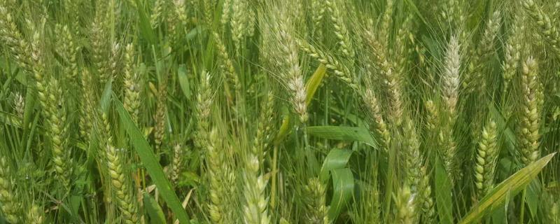 齐民12小麦品种特征特性，附简介（齐民12号小麦是如何选育的）