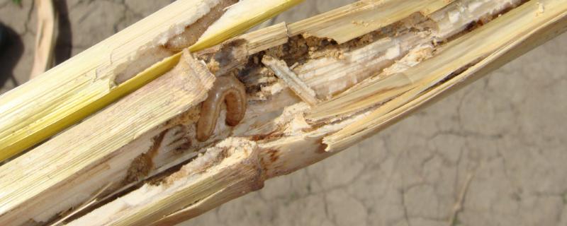 玉米钻心虫的防治方法，附危害症状