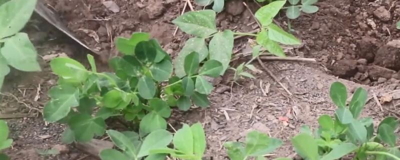 花生打了除草剂几天能打套餐，花生套餐打后下雨需要重打吗