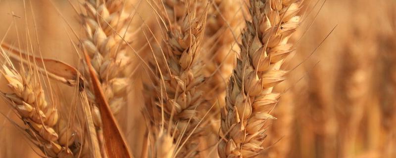轮选266小麦品种特征特性，附简介（轮选266小麦最高产量）