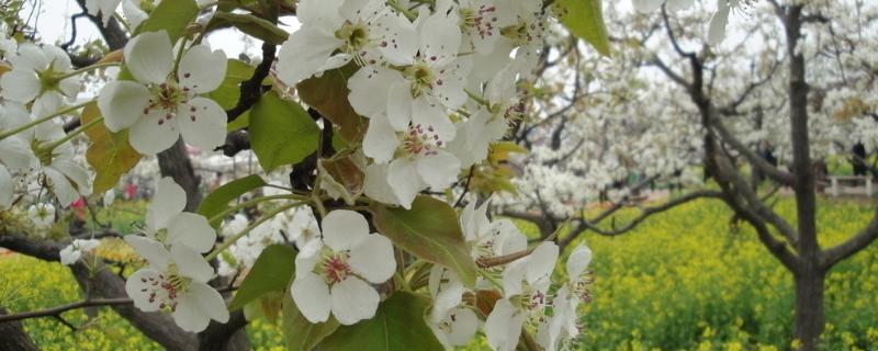 梨树液体授粉的技术要点，能用蜜蜂采的花粉吗