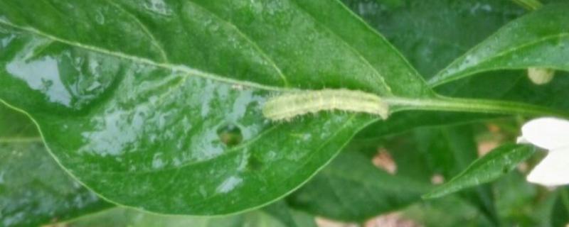 辣椒钻心虫用什么农药，附危害症状 辣椒钻心虫怎样用化学防治