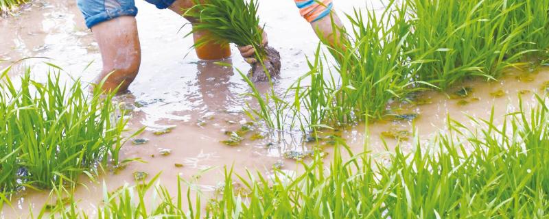水稻秧苗怎么培育，多少天可以移栽 水稻秧苗培育方法