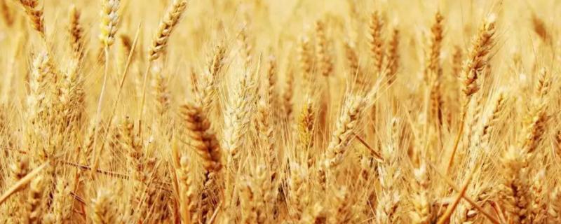 泰麦733小麦种子特征特性，附简介