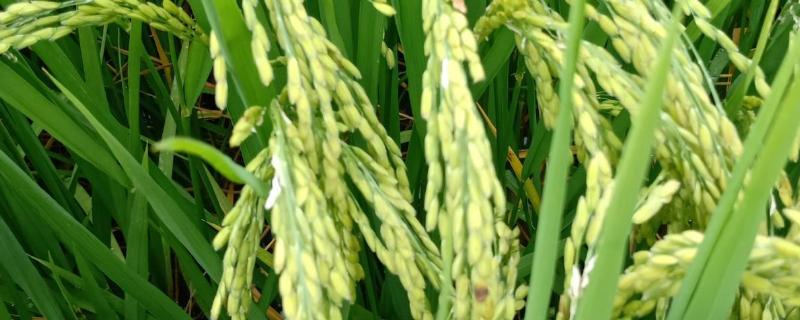水稻叶片发黄的原因，怎么防治 水稻叶片黄是什么情况啊?