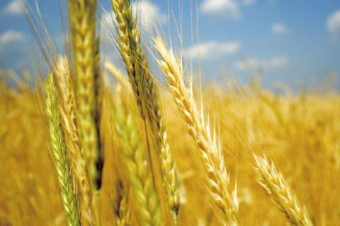 小麦高产品种