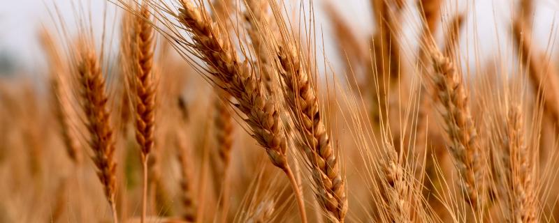 众信麦998小麦适宜种植区域，附简介 众信麦998小麦价格