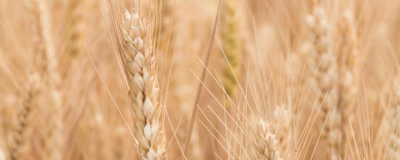 小麦种子可以煮吃吗，可以保留几年