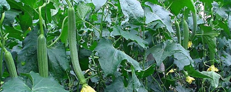 种植丝瓜技术，种植多少天施肥 种植丝瓜技术,种植多少天施肥好