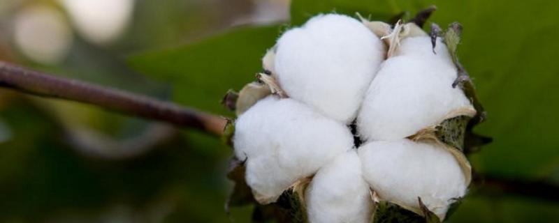 棉花僵苗的成因是什么，如何防治（棉花僵苗的成因是什么,如何防治呢）