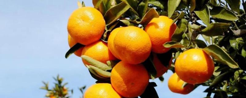 柑橘花期用什么农药，可以施尿素吗 柑橘花期施肥