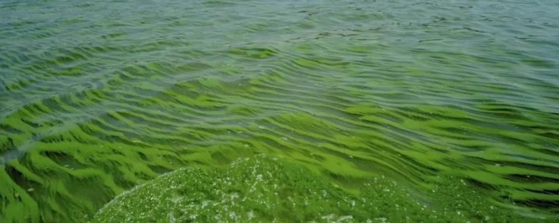 蓝藻爆发的原因及危害，改如何处理 蓝藻爆发的原因及基本处理措施