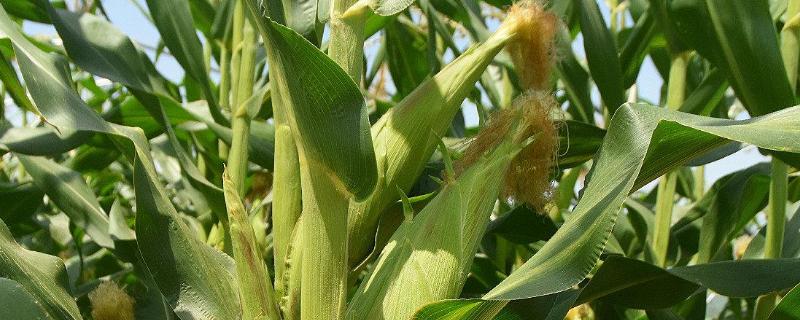 黑龙江2350积温的玉米品种 黑龙江第五积温带玉米品种