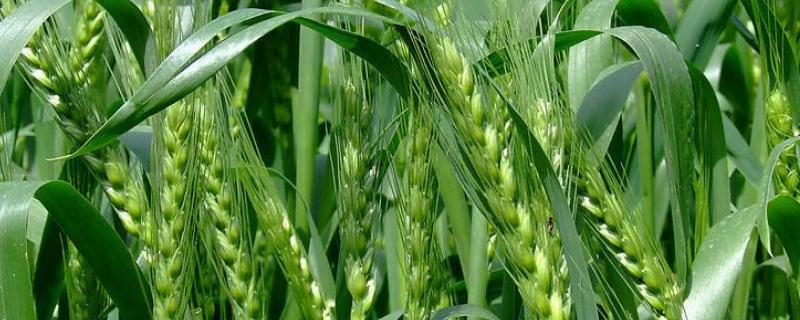 中原6号小麦的特征特性，附简介 中原6号小麦种子审定公告