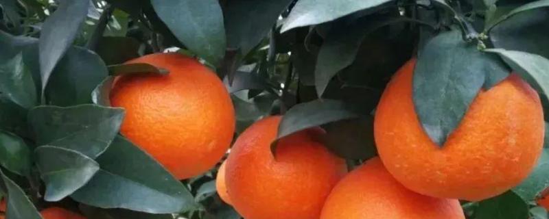 丑美人柑橘种植基地在哪里，丑美人柑橘苗的特征