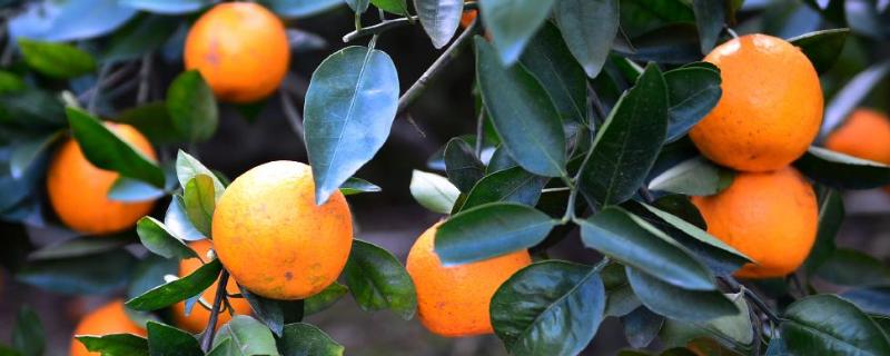 柑橘新品种介绍 柑橘新品种